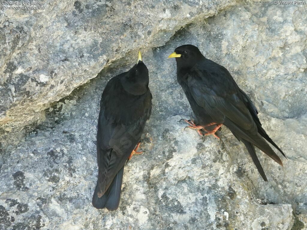 Alpine Chough