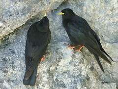 Alpine Chough