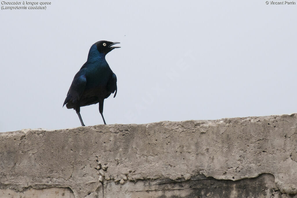 Long-tailed Glossy Starling