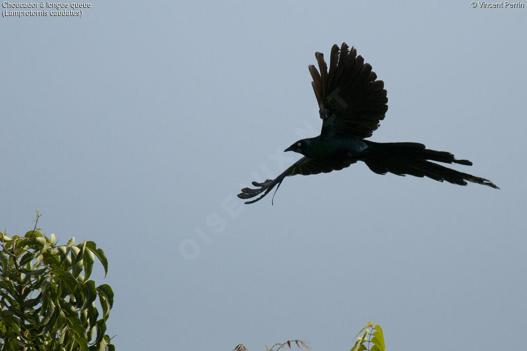 Long-tailed Glossy Starling