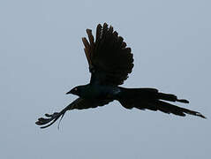 Long-tailed Glossy Starling