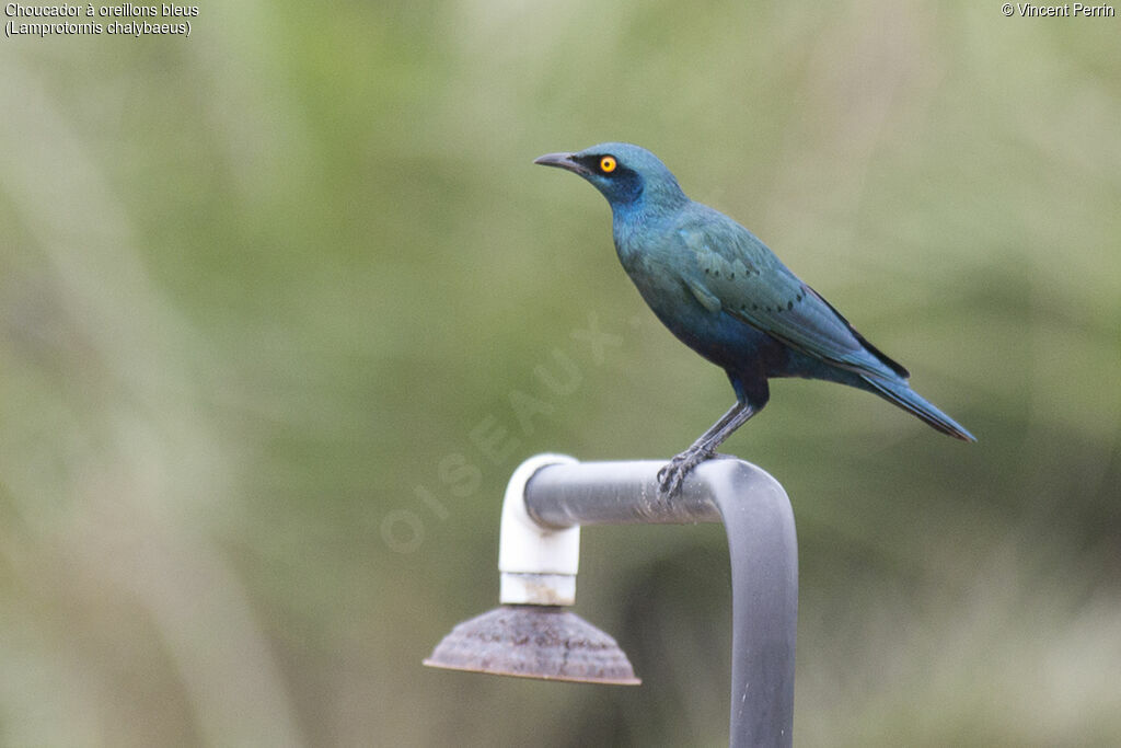 Greater Blue-eared Starlingadult