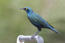 Greater Blue-eared Starling