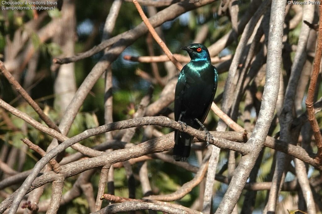 Greater Blue-eared Starling