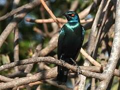 Greater Blue-eared Starling