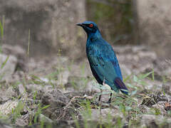 Bronze-tailed Starling