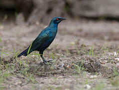 Bronze-tailed Starling