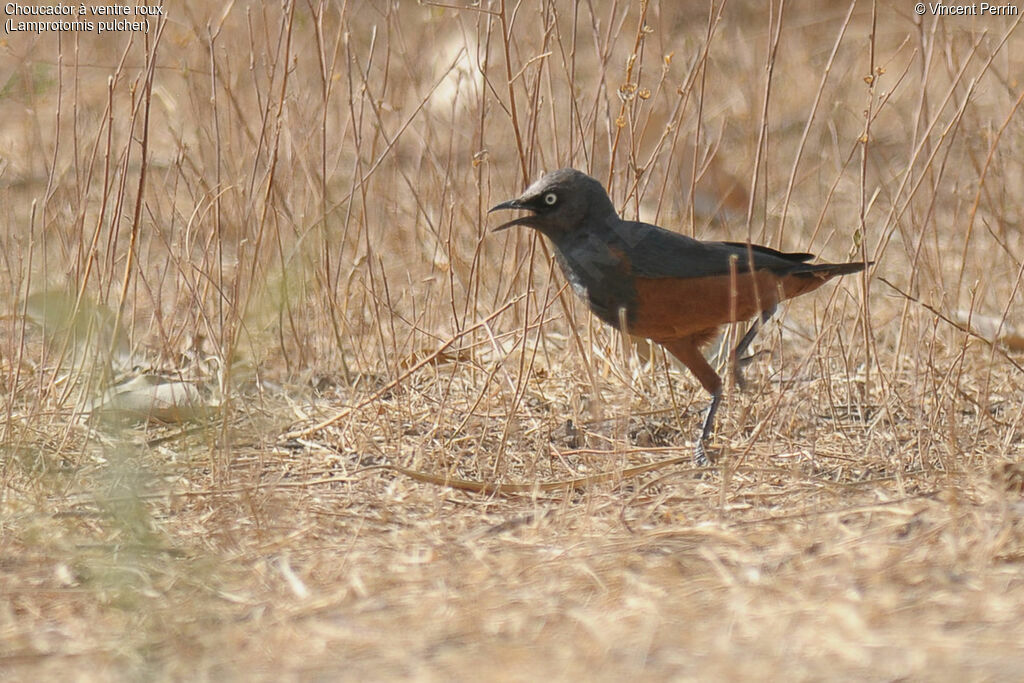 Choucador à ventre rouxadulte, portrait, marche, mange