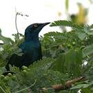 Choucador de Swainson