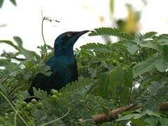 Lesser Blue-eared Starling