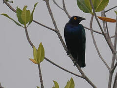 Purple Starling