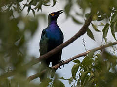 Purple Starling