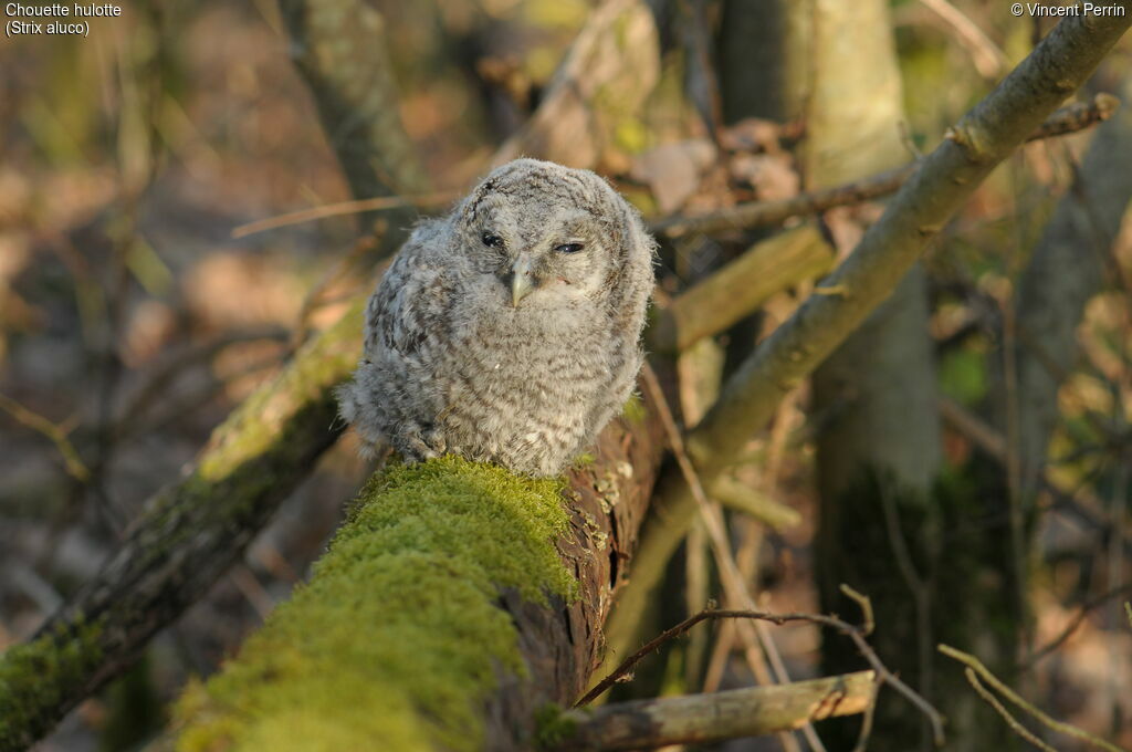 Chouette hulottePoussin