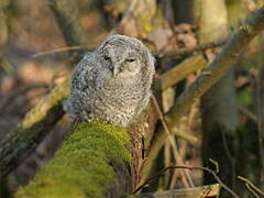 Tawny Owl