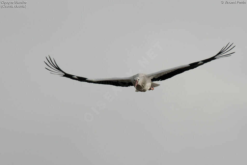 White Stork, Flight