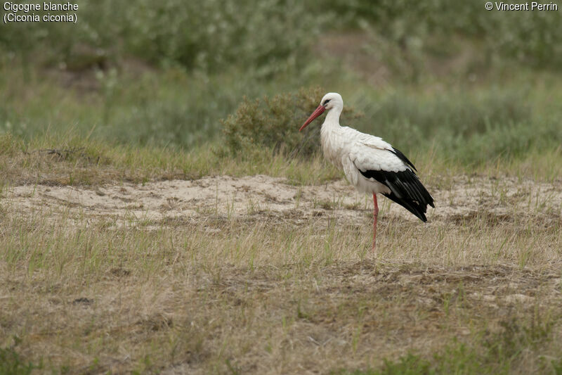 White Storkadult