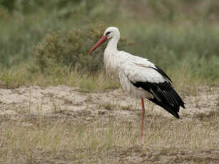 Cigogne blanche