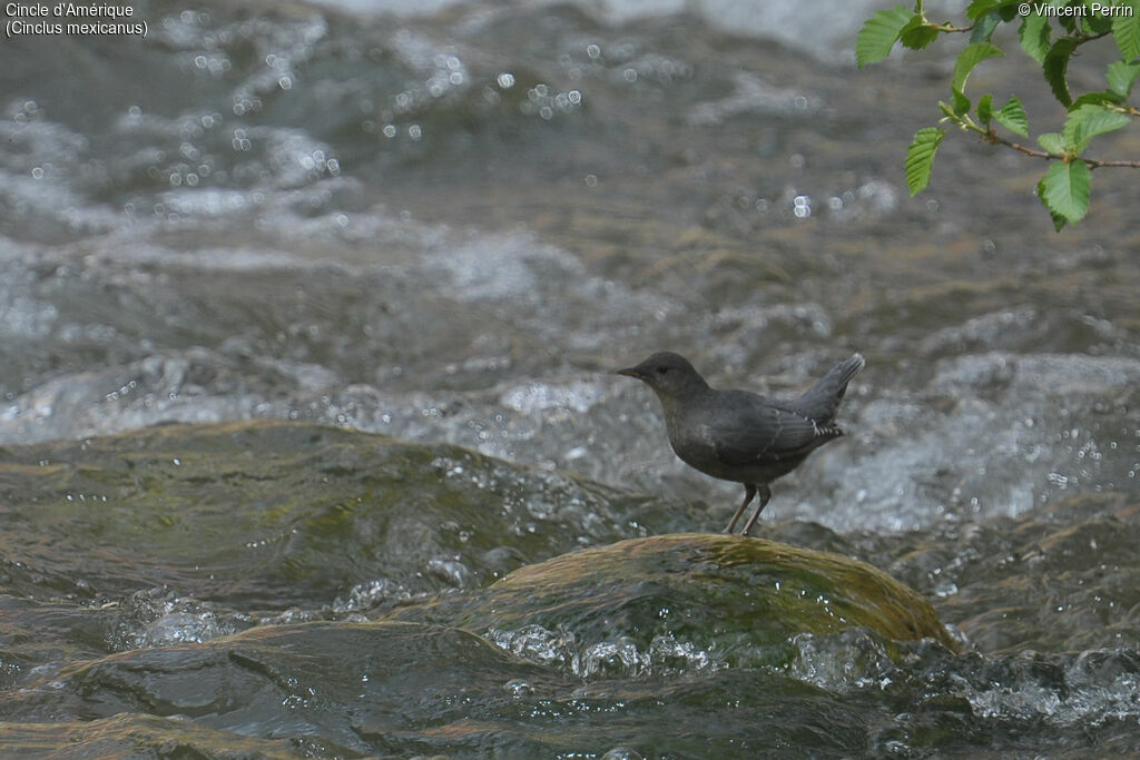 American Dipperjuvenile