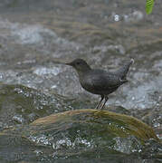 American Dipper