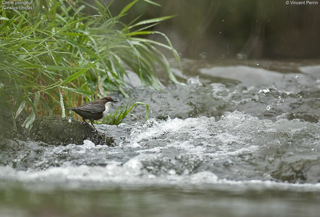 White-throated Dipper