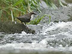 White-throated Dipper