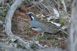 Spotted Quail-thrush