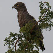 Brown Snake Eagle