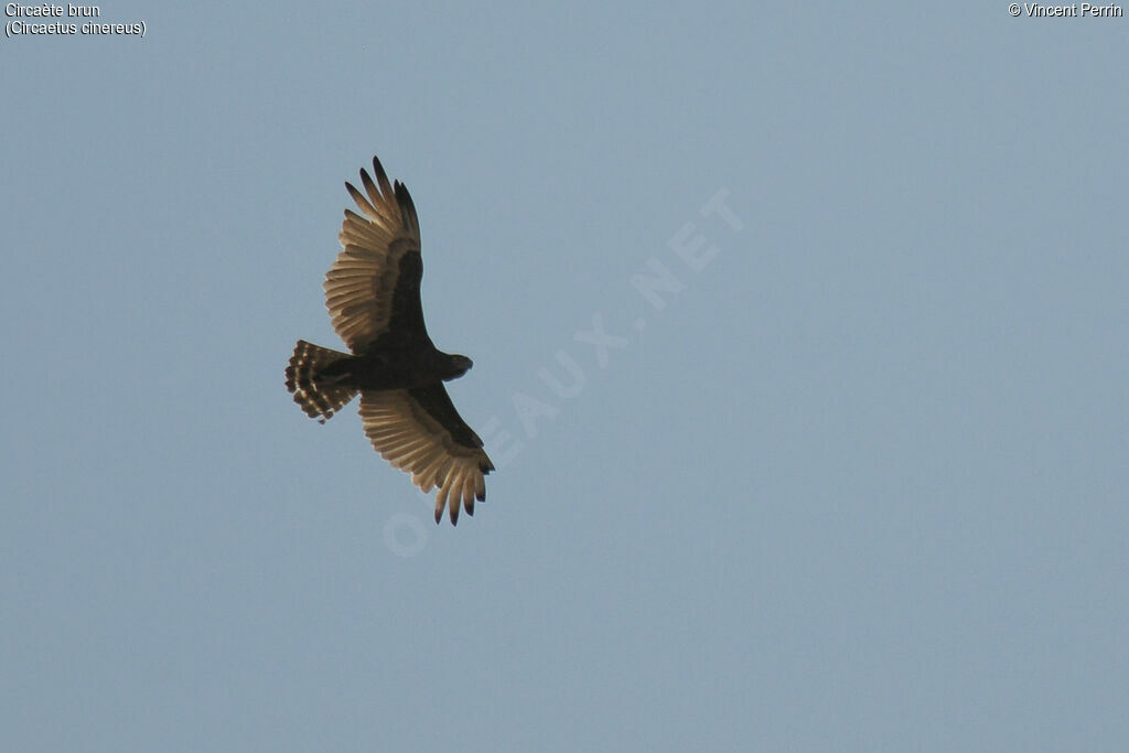 Brown Snake Eagle