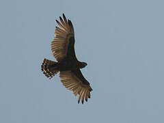 Brown Snake Eagle