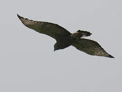 Western Banded Snake Eagle