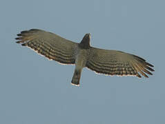 Beaudouin's Snake Eagle