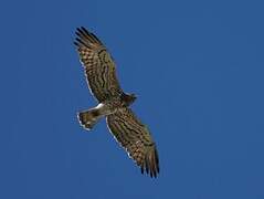 Short-toed Snake Eagle