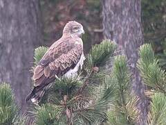 Short-toed Snake Eagle