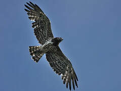 Short-toed Snake Eagle