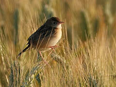 Zitting Cisticola