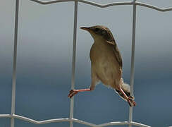 Zitting Cisticola