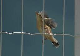 Zitting Cisticola