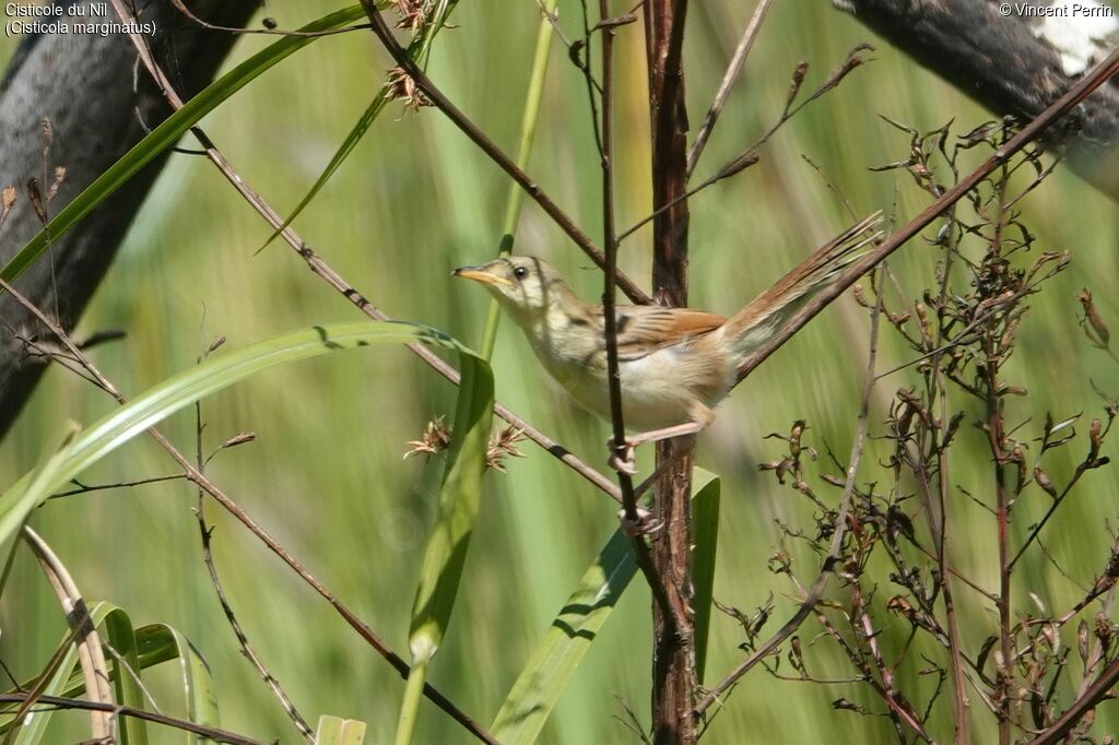 Winding Cisticola