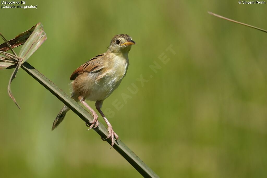Winding Cisticola