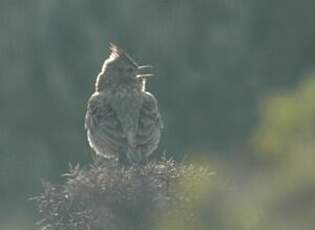 Cochevis de Thékla