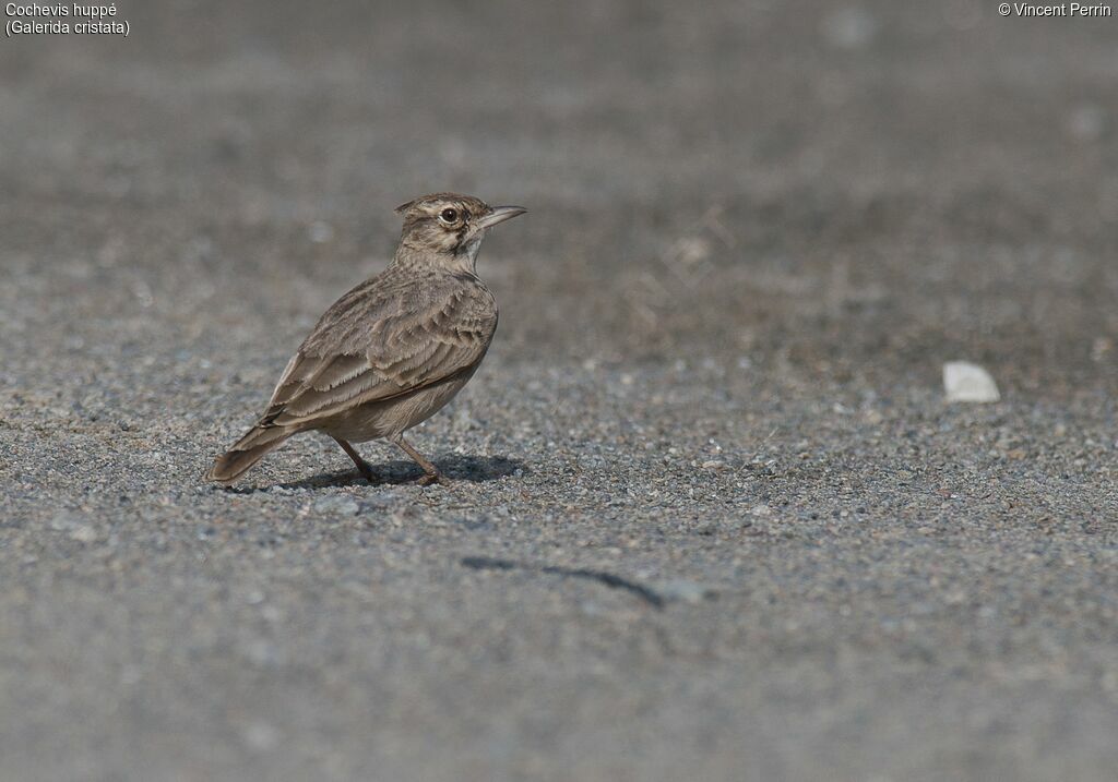 Cochevis huppé