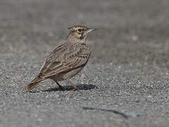 Crested Lark