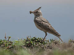 Crested Lark