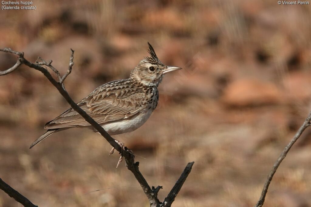 Crested Larkadult breeding, Reproduction-nesting