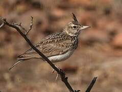 Crested Lark