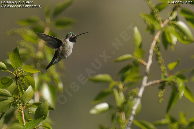 Broad-tailed Hummingbird male adult