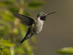 Broad-tailed Hummingbird