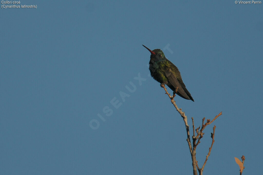 Broad-billed Hummingbird male adult