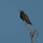 Broad-billed Hummingbird