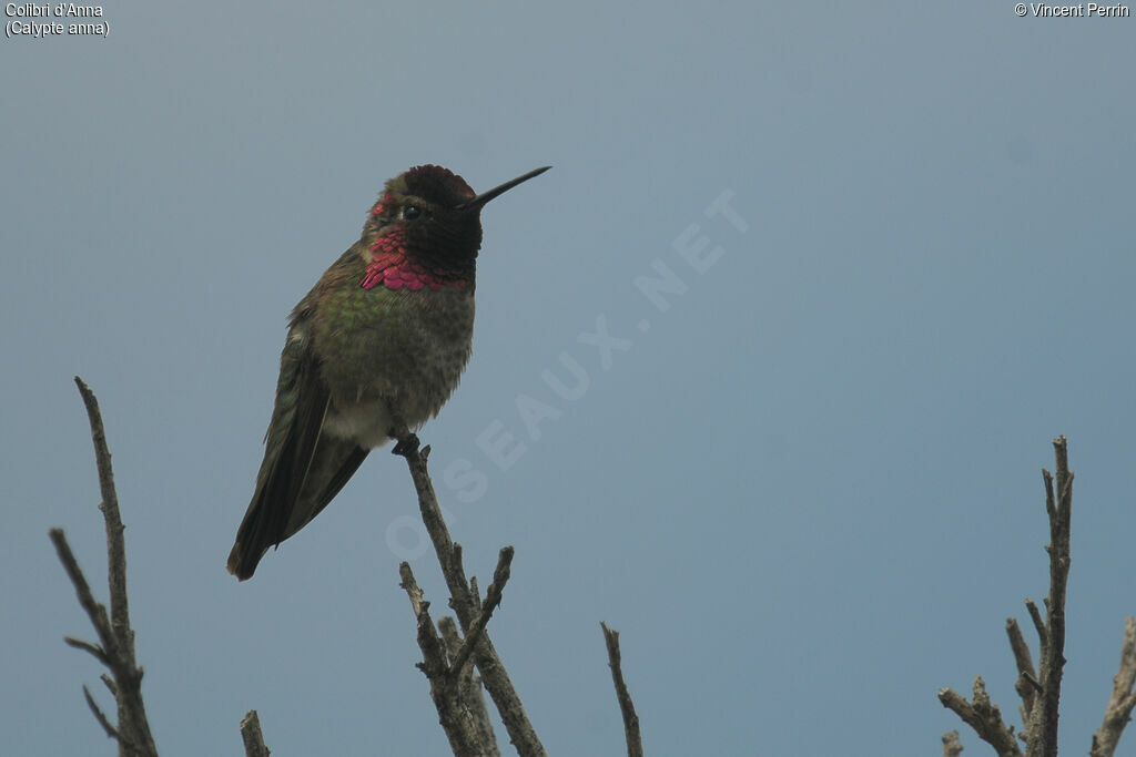 Colibri d'Anna mâle adulte